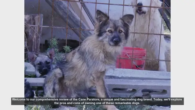 Video thumbnail for Cane Paratore Dog Breed Review: Pros and Cons