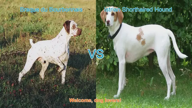 Video thumbnail for Braque du Bourbonnais vs. Istrian Shorthaired Hound: A Comprehensive Comparison