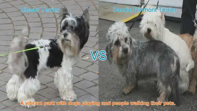 Video thumbnail for Comparing Biewer Terrier and Dandie Dinmont Terrier: A Guide to Two Charming Dog Breeds