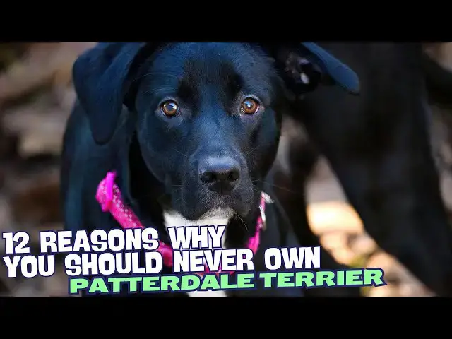 Video thumbnail for 12 Reasons Why You Should Never Own a Patterdale Terrier 🚫