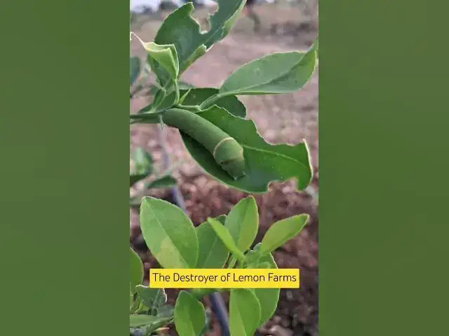 'Video thumbnail for 🦋 Beware of the Harmful Caterpillar in Your Lemon Plants! 🍋 Lime Butterfly Caterpillar'