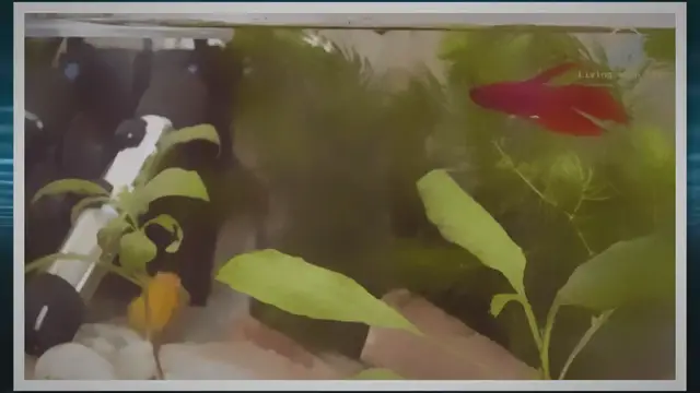 Video thumbnail for How to Ensure the Best Care for Betta Fish: Complete Guide