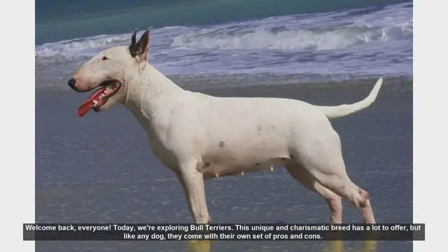 Video thumbnail for Bull Terriers: Pros and Cons of This Unique Breed