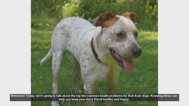 Video thumbnail for Top 10 Common Health Problems in Bull Arab Dogs