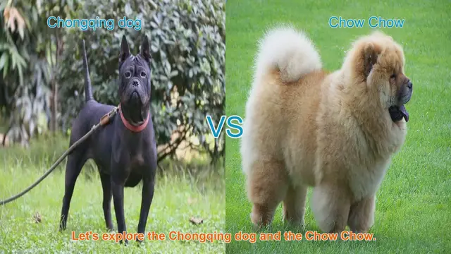 Video thumbnail for Chongqing Dog vs. Chow Chow: A Breed Comparison
