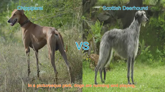 Video thumbnail for Chippiparai vs. Scottish Deerhound: A Breed Comparison