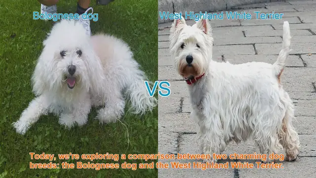 Video thumbnail for Bolognese Dog vs. West Highland White Terrier: A Comparison