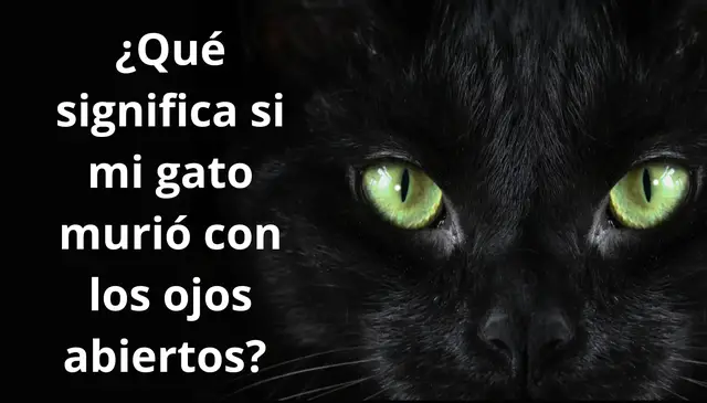 Video thumbnail for ¿Qué Significa si mi Gato Murió con los Ojos Abiertos?