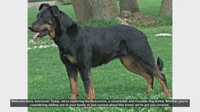 Video thumbnail for Beauceron Dog Breed: Pros and Cons