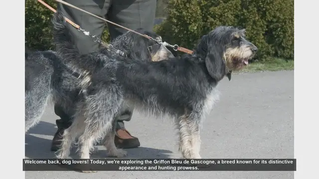 Video thumbnail for Griffon Bleu de Gascogne: Pros and Cons of This Unique Dog Breed