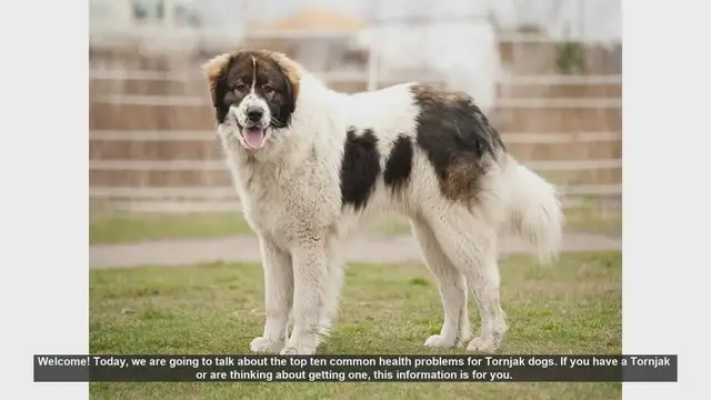 Video thumbnail for Top 10 Common Health Problems in Tornjak Dogs