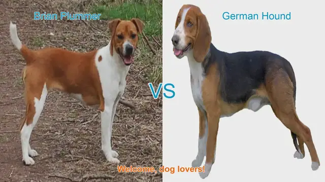 Video thumbnail for Comparing Brian Plummer Terrier and German Hound: A Comprehensive Guide
