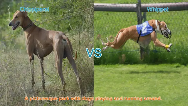 Video thumbnail for Chippiparai vs. Whippet: A Comparison of Two Elegant Dog Breeds