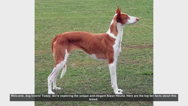 Video thumbnail for Top 10 Fascinating Facts About the Ibizan Hound