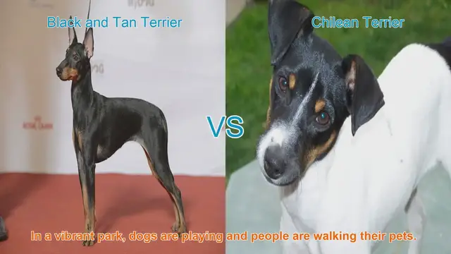 Video thumbnail for Black and Tan Terrier vs. Chilean Terrier: A Comparison