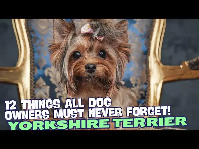Video thumbnail for 12 Things All Yorkie Owners Must Never Forget! 🐶