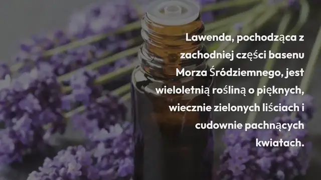 Video thumbnail for Oto jak wykiełkować lawendę w kubku, aby powąchać cały dom