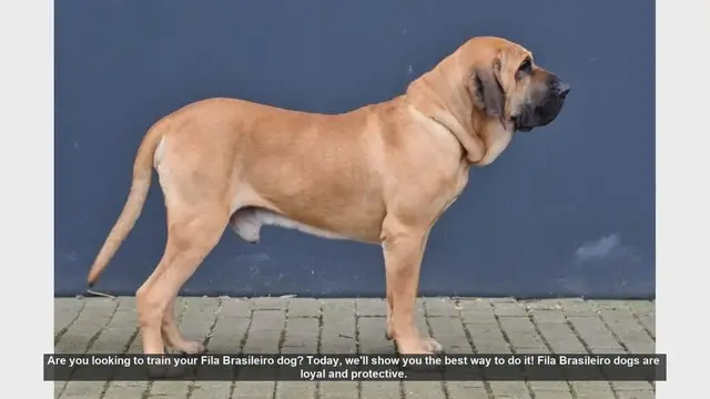 Video thumbnail for Effective Training Tips for Your Fila Brasileiro Dog