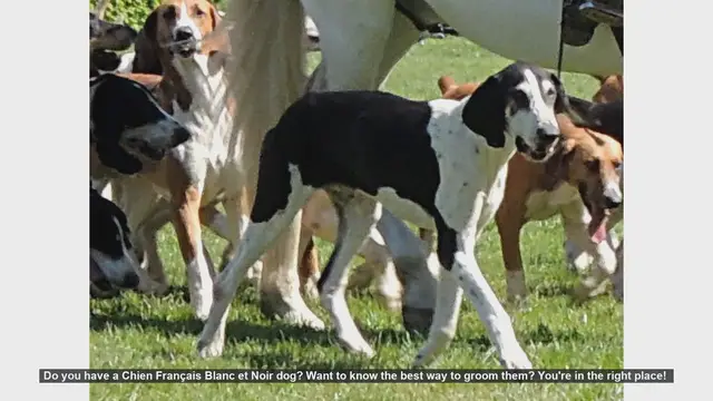 Video thumbnail for How to Groom Your Chien Français Blanc et Noir Dog: Step-by-Step Guide