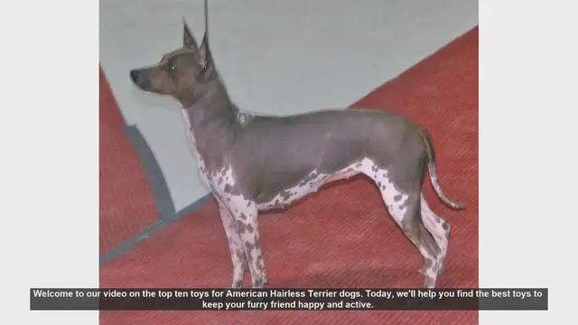 Video thumbnail for Top 10 Toys for American Hairless Terrier Dogs