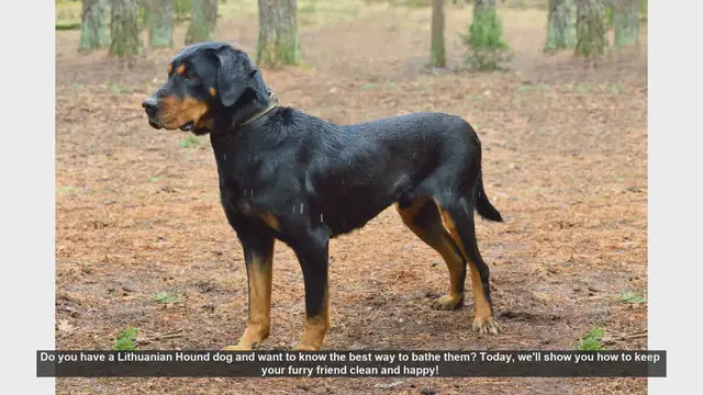 Video thumbnail for How to Bathe Your Lithuanian Hound: Step-by-Step Guide
