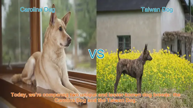 Video thumbnail for Carolina Dog vs. Taiwan Dog: A Comparative Guide