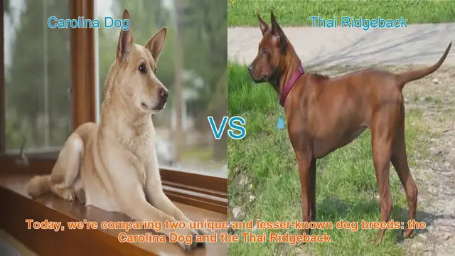 Video thumbnail for Carolina Dog vs. Thai Ridgeback: A Comparative Guide