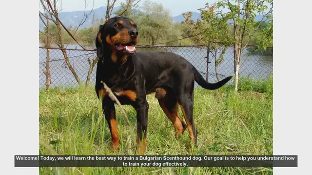 Video thumbnail for Effective Training Tips for Your Bulgarian Scenthound