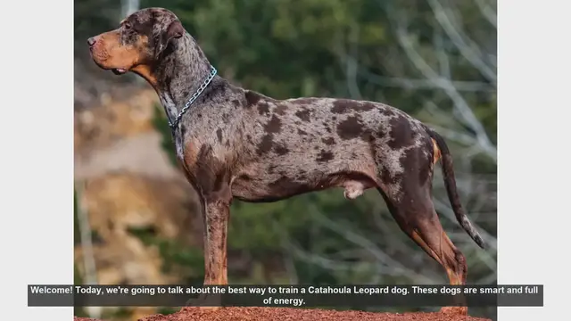Video thumbnail for How to Train Your Catahoula Leopard Dog: Tips for Success