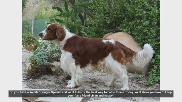Video thumbnail for How to Bathe Your Welsh Springer Spaniel: Step-by-Step Guide