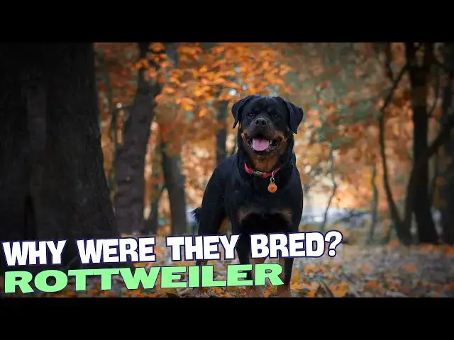 Video thumbnail for Why Were Rottweilers Bred? 🐕🔍