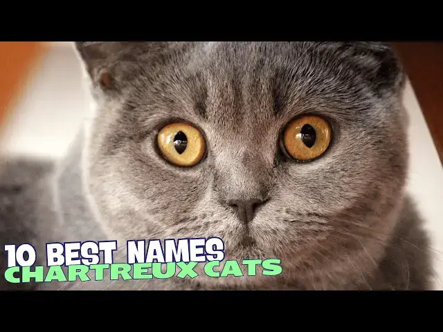 Video thumbnail for 10 Best Names for Chartreux Cats 🐾💙