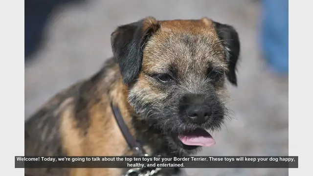 Video thumbnail for Top 10 Toys for Your Border Terrier: Keep Them Happy and Healthy!