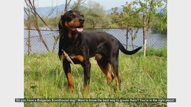 Video thumbnail for How to Groom Your Bulgarian Scenthound: Essential Tips