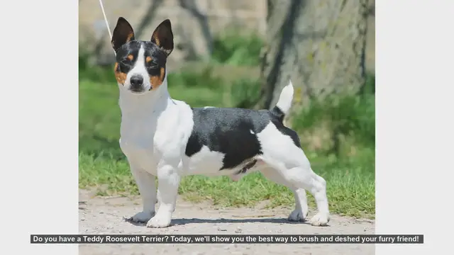 Video thumbnail for How to Brush and Deshed Your Teddy Roosevelt Terrier