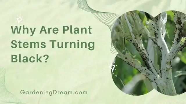 'Video thumbnail for Why Are Plant Stems Turning Black?'