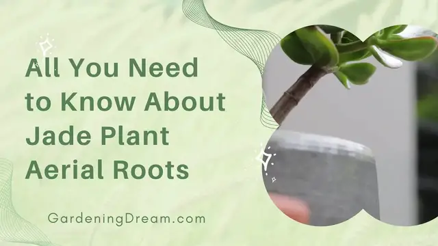 'Video thumbnail for All You Need to Know About Jade Plant Aerial Roots'