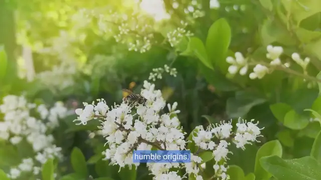 Video thumbnail for flower power funnies: Blooming with laughter