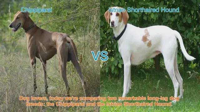 Video thumbnail for Chippiparai vs. Istrian Shorthaired Hound: A Breed Comparison