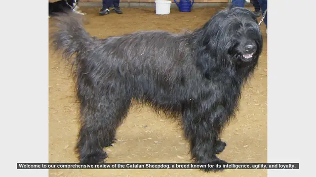 Video thumbnail for Catalan Sheepdog: The Ultimate Guide to This Loyal and Agile Breed