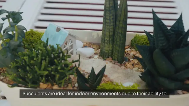 Video thumbnail for Indoor Succulent Gardening