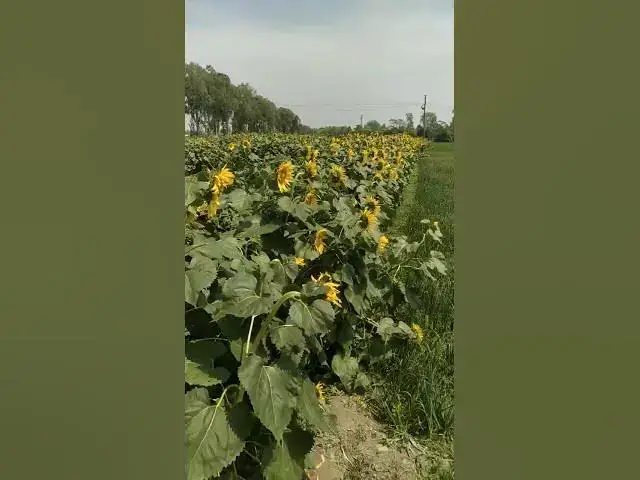 'Video thumbnail for Na na karta payer #viralvideo #shortvideo #flowers #sunflower #hindisong #90s #90severgreen'