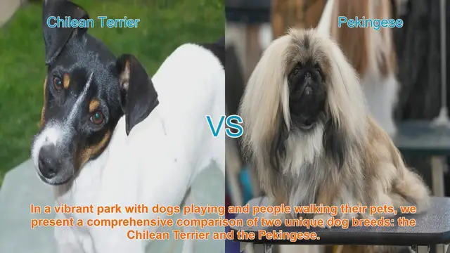 Video thumbnail for Chilean Terrier vs. Pekingese: A Comprehensive Breed Comparison