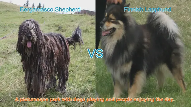 Video thumbnail for Long-Haired Dog Breeds: Bergamasco Shepherd vs. Finnish Lapphund