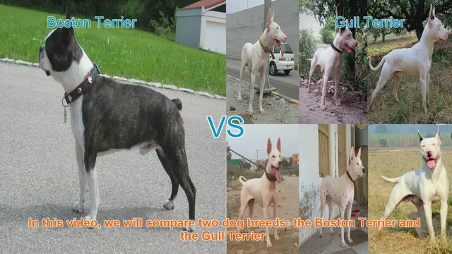 Video thumbnail for Boston Terrier vs. Gull Terrier: A Breed Comparison