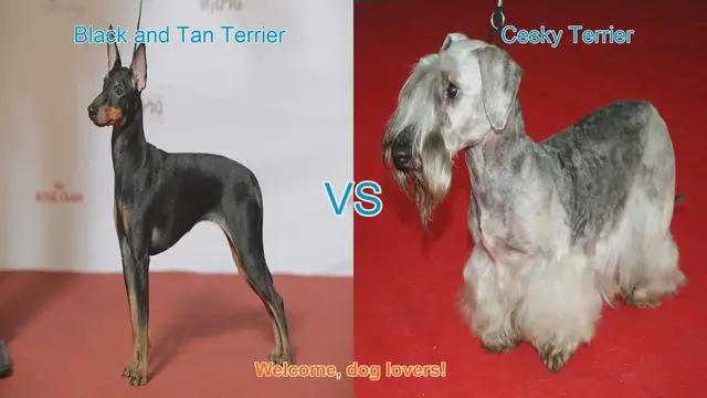Video thumbnail for Comparing Black and Tan Terrier vs. Cesky Terrier: Origins, Physical Traits, and Temperament