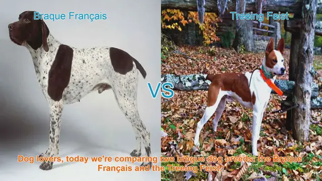 Video thumbnail for Braque Français vs. Treeing Feist: A Comparison of Two Unique Dog Breeds