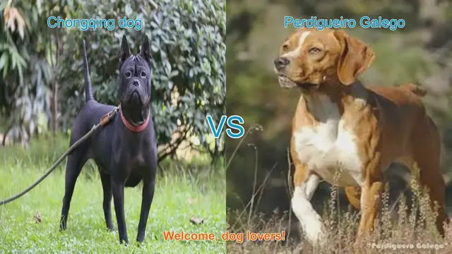 Video thumbnail for Chongqing Dog vs. Perdigueiro Galego: A Unique Breed Comparison
