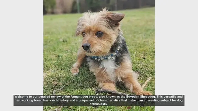 Video thumbnail for Armant Dog Breed Review: The Versatile Egyptian Sheepdog