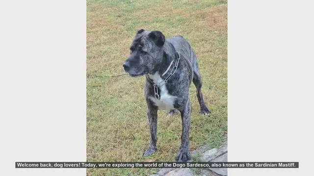 Video thumbnail for Top 10 Fascinating Facts About the Dogo Sardesco (Sardinian Mastiff)
